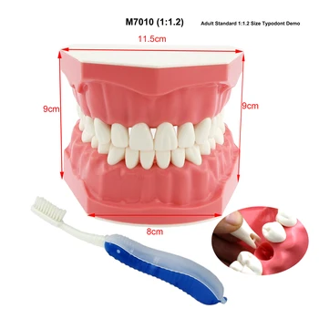 Модел зъби за възрастни с увеличение от 1: 1.2, Подвижната За обучение по стоматология, Почистване на зъбите паста за зъби, Демонстрация на M7010